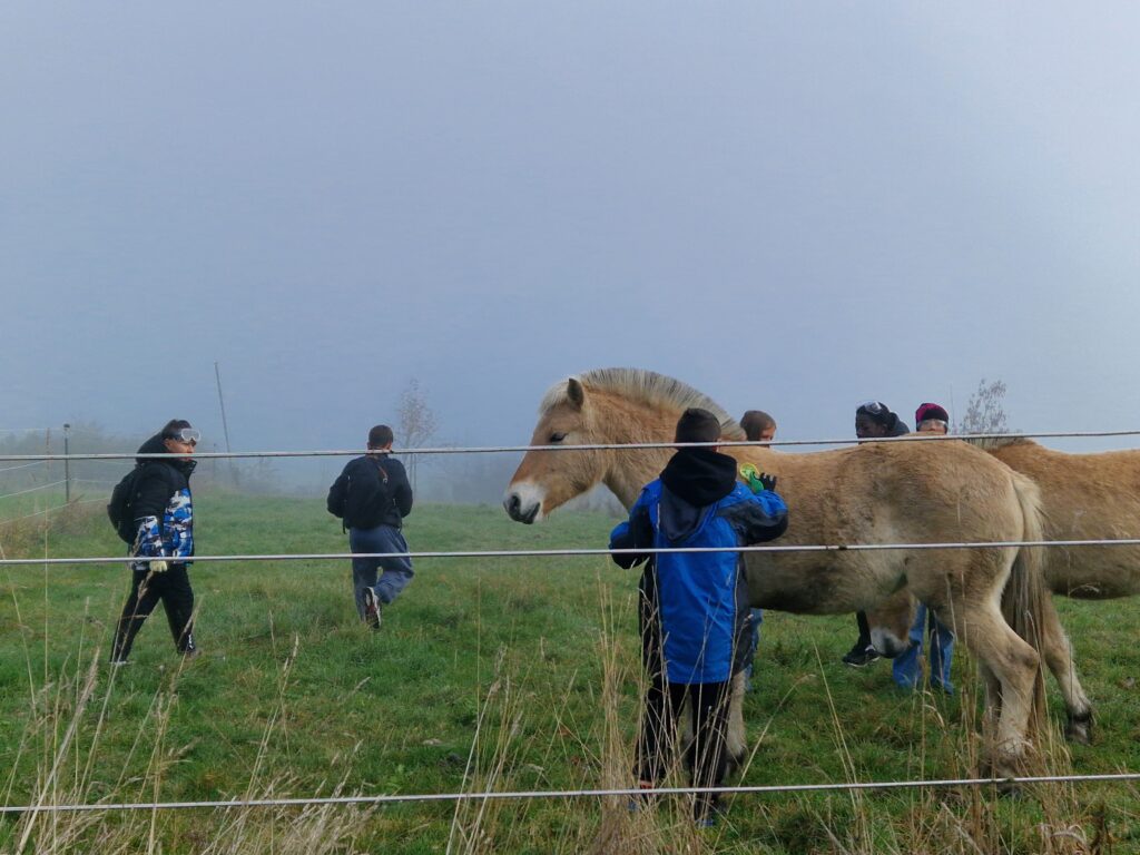 Schulklasse mit Pferden