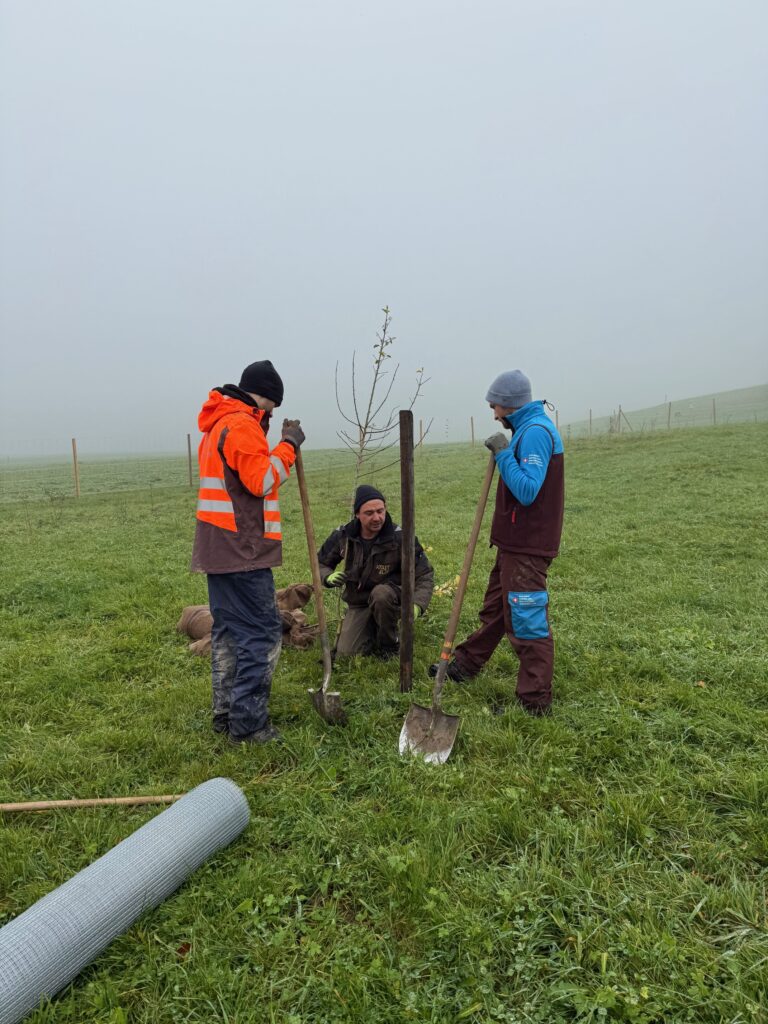 Drei Zivildienstleistende beim Hecken pflanzen