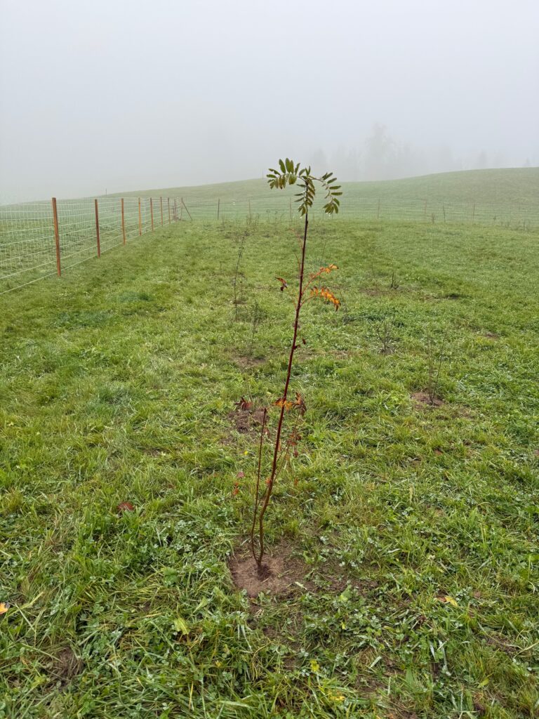 Eingepflanzte Heckenpflanze