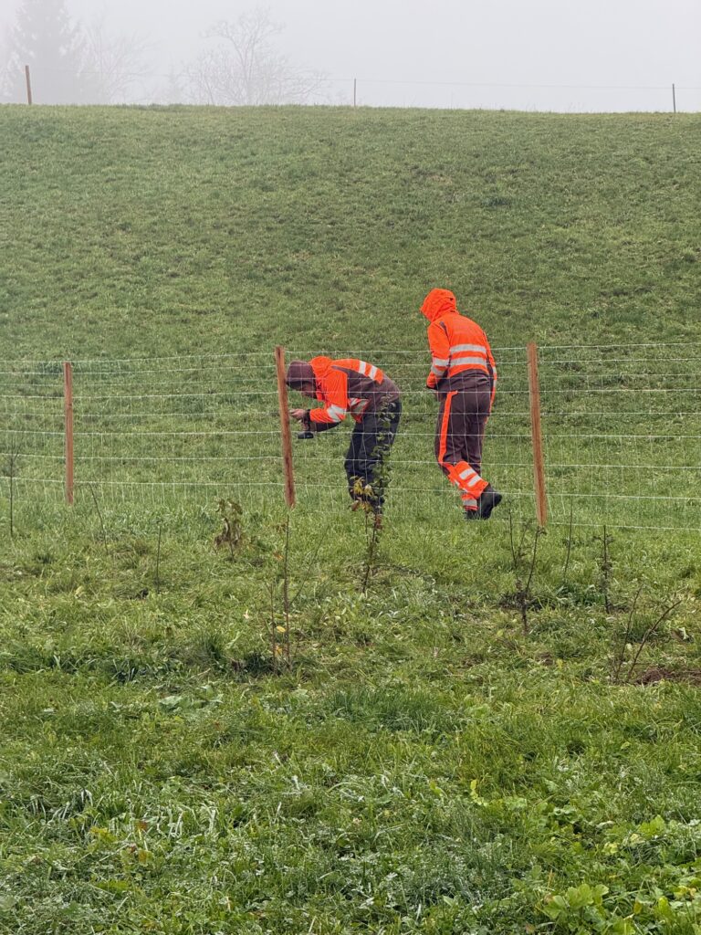 Zwei Zivildienstleistende beim Umzäunen